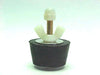 Winter Rubber Blow Through Plug #9 w/ Nylon Wing Nut for 1-1/2